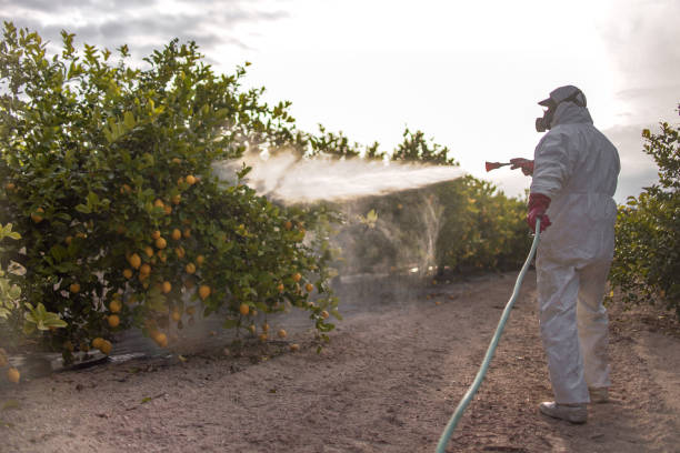Best Termite Control Services  in Conrad, IA